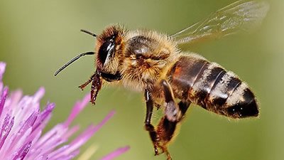 Can Bees See Colors?