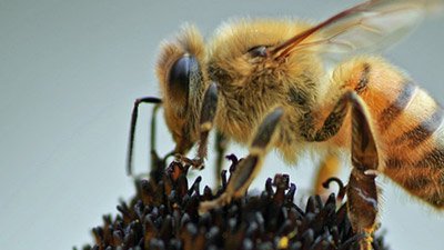 Honeybees—Always on the Move