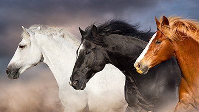 Speedy Horses Can't Outrun Loss of Diversity