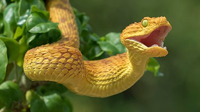 How Did Snakes Get Their Venomous Bite?