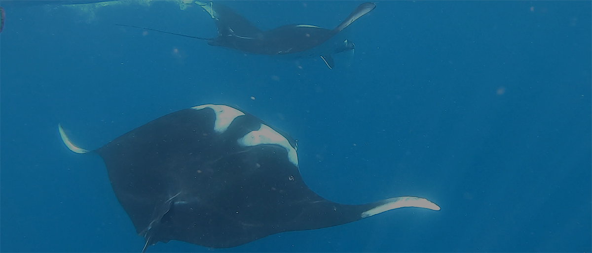 Swimming with Manta Rays (Vlog Episode 14)