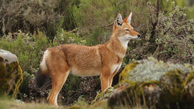 Wolves Observed Feeding on . . . Nectar?