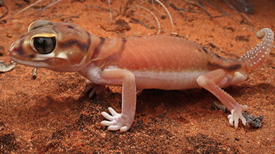 Gecko Ditches Pads for Cleats