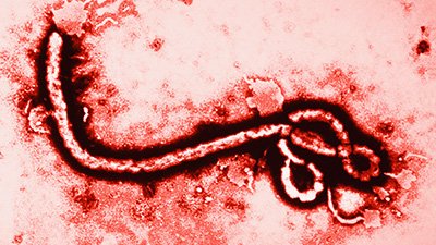 Is the Ebola Epidemic Evolution in Action?