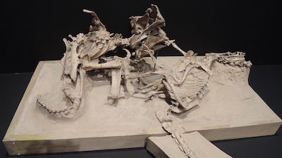 Dinosaurs: Fossilized While Fighting?