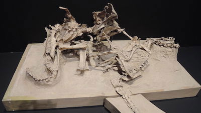 Dinosaurs: Fossilized While Fighting?