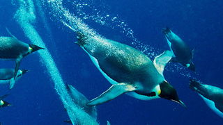 Underwater Flight
