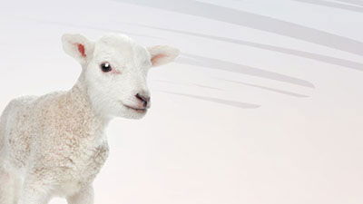 God’s Plan Centered on a Lamb