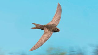 Birds: Designed Differently