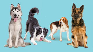 Four Types of Dogs