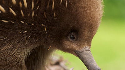 When Animals Get Strange