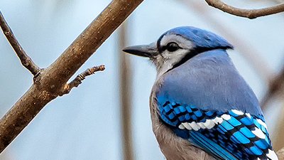 Bird Decline: A Biblical Response