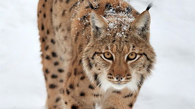 Five Ways Animals Deal with the Chill