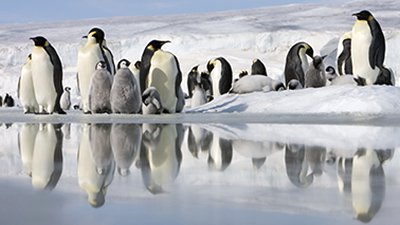 Penguins—Perplexing and Proficient!