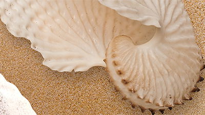 Seashells by the Seashore