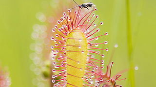 Carnivorous Plants
