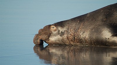 Elephant Seals—How Long Can You Hold Your Breath?