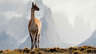 Camel Cousins
