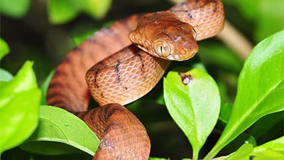 Brown Tree  Snakes