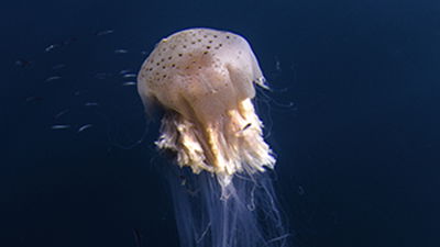 Jelly Jumble