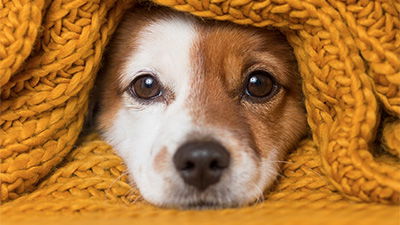 3 Cool Ways Critters Survive Winter