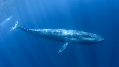 Blue Whales: So You Think You’re Fit?