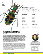 Racing Stripes
