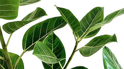 Unbe-leaf-able Discoveries