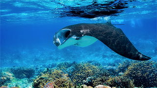 Manta Ray: Superhero of the Sea