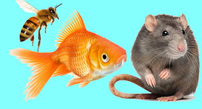 Amazing Animal Abilities