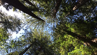 Giant Coastal Redwoods