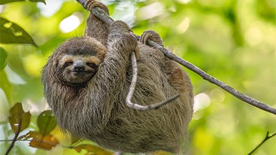 Sloths: Life in Slow Motion