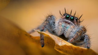 Adorable Arachnids