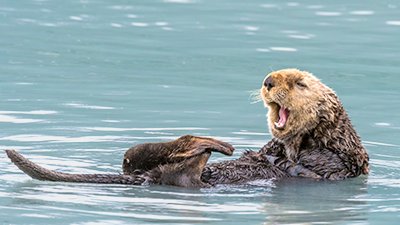 Sea Otters Snack