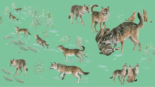 Wolf Packs