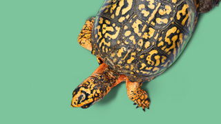 Box Turtles