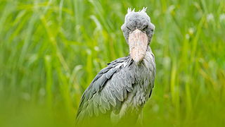 The King of the Marsh