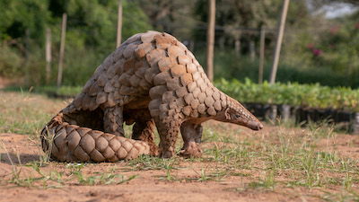 Rule Breakers of the Animal World