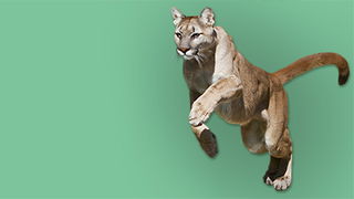 Cougars