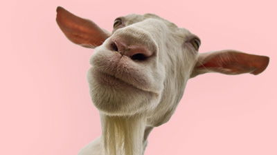 Animal Achoo!