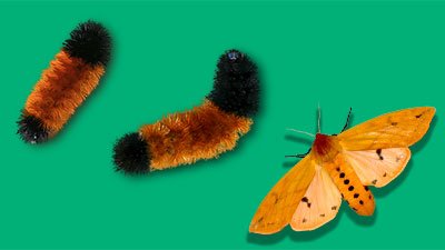 Banded Woolly Bear Caterpillars