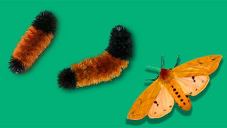 Banded Woolly Bear Caterpillars