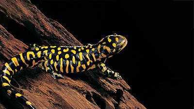 Why Did the Salamander Cross the Road?