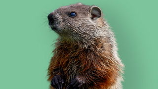 Groundhogs