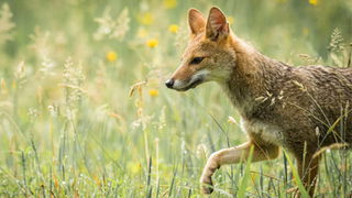 Evolutionists Outfoxed by a Dog