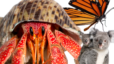 Animal Recyclers