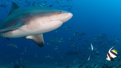 Bull Sharks—Sharing the Seas