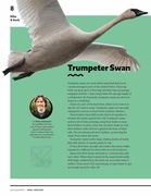 Trumpeter Swan