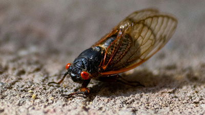 Cicada Discovery Debunks Common Misconception