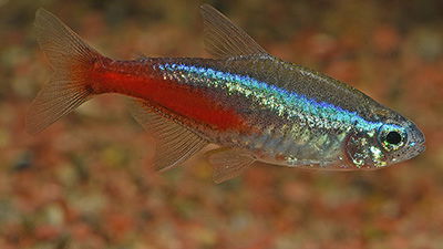 Neon Tetras Wait Their Turn